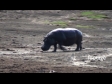 Hippos 7 1291